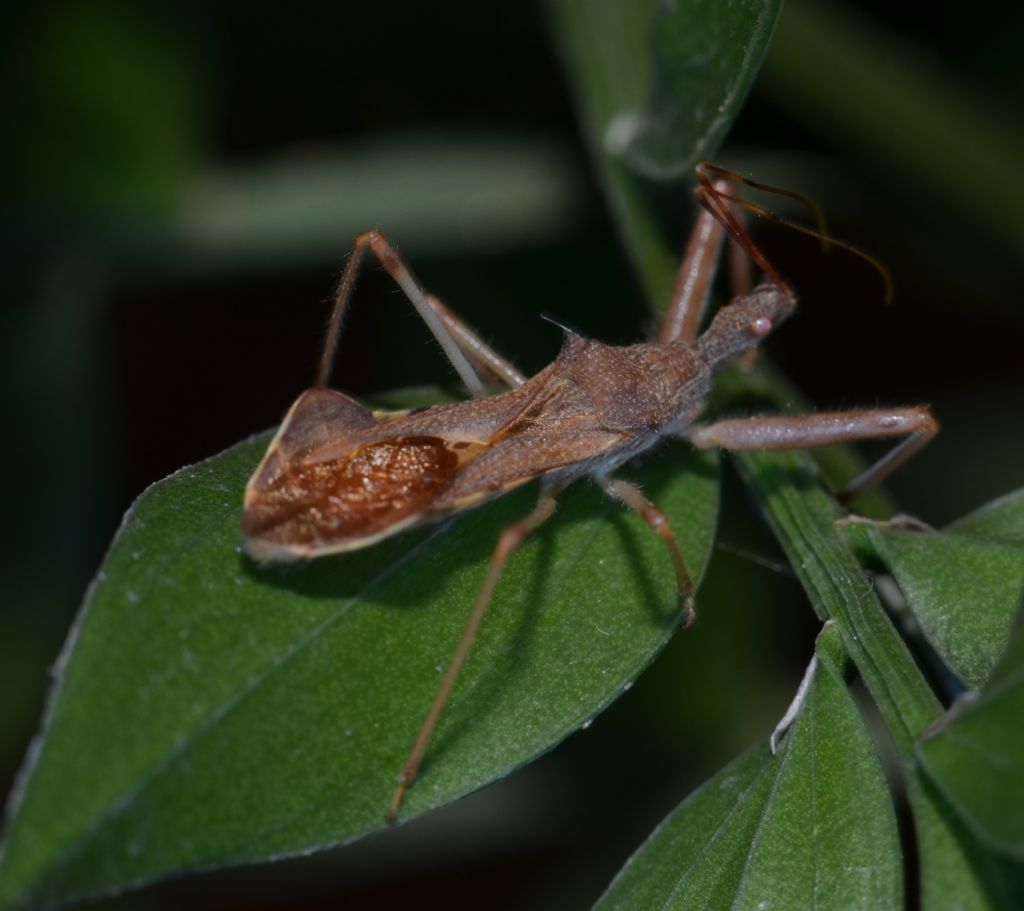 Reduviidae: Nagusta goedeli della Toscana (GR)